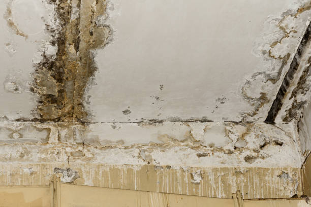 Best Residential Mold Inspection & Testing  in USA